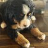 Bernese Mountain Dog Puppies Ready For New Homes