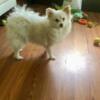 Cuddly playful White Pomeranian with cream ears orange dot in back