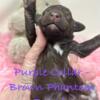 Brown Phantom Female Standard Poodle - Purple collar