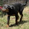 AKC Rottweiler Female 7mo. Old.