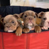 English Bulldog Puppies 6 WEEKS
