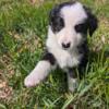 Aussie Bernese mix puppies ready May 18th