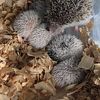 Hedgehogs babies