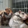 6male hamsters for sale