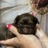 "Imperial" Shih tzu small size standard dobie marked and livers