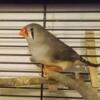 zebra finches female available