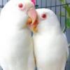 Want white hen red eyes