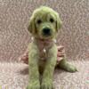 F1B Goldendoodle Puppies For Sale