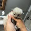 Himalayan/blue point kittens