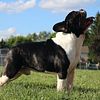STUD - Champion Bred & Health Tested French Bulldog