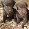 AKC Champion Bloodline Chocolate Lab Puppies!