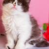 NEW Elite Scottish straight kitten from Europe with excellent pedigree, male. NOV Charodey