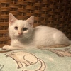 Cream point Ragdoll/Siamese kitten