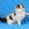 NEW Elite Scottish straight kitten from Europe with excellent pedigree, female. Beauty
