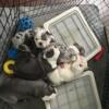 8 week old English bulldog puppies FOR SALE