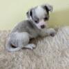 Female blue and white Merle chihuahua puppy