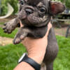 Reduced Chocolate Trindle Male French Bulldog Puppy