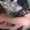 Friendly  Foster Kittens