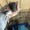 2 Black Female Baby Rats