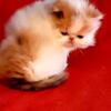 SWEET HOLIDAYS FUR-BABY! STUNNING BROWN PATCHED TABBY AND WHITE FEMALE PERSIAN KITTEN