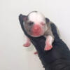 QUALITY EXOTIC MERLE AND BLUE FRENCH BULLDOG PUPPIES FOR SALE