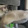 1yr old Siamese Cat for sale