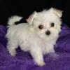 Maltese puppies ready for their new homes
