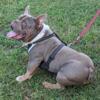 Exotic American Bully 1.7 years old