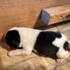 PLB-2 female beagle puppy born 