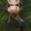 Axolotls or Water Dragons. Exotic pet. Water pups