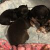 CKC Registered short coat Chihuahua puppies