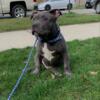 American Bully Puppy Available