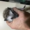 Baby Hedgehogs For Sale Neenah Wisconsin!