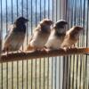 Baby Gouldian Finch birds