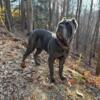 3yr old Gorgeous Cane Corso- Blue/Reverse Brindle
