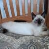 This adorable 9 week old male Ragdoll, is ready for his forever