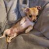 Purbreed Chihuahua Puppy