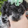 Super adorable Toy Poodle Puppy looking for a sweet home