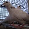 Young Hand tamed Turtle Doves ready for the new year