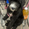 Doodle puppy available 4 months old