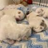 11 week Great Pyrenees males ready to go home now
