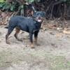 14 month old female Rottweiler