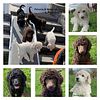 Standard Poodle Puppies 2024