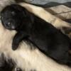 Sarplaninac puppies for sale