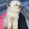 Last Siamese kitten available