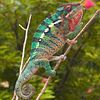 Gorgeous  Panther Chameleon-Juveniles, 4 months of age and up