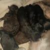 Shih-poo puppies for adoption males and females