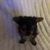 Female & male Yorkshire Terrier black & Tan , vet checked twice, tails ducked, 1st shots, wormed and healthy, 8 weeks.