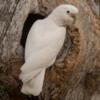 Goffin Cockatoo Pair Rehome