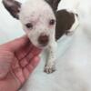 Tiny Chocolate Merle Chihuahua puppy Green Eyes